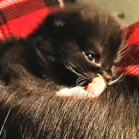 Meet your Posher, Frankie - Picture 6 of 11